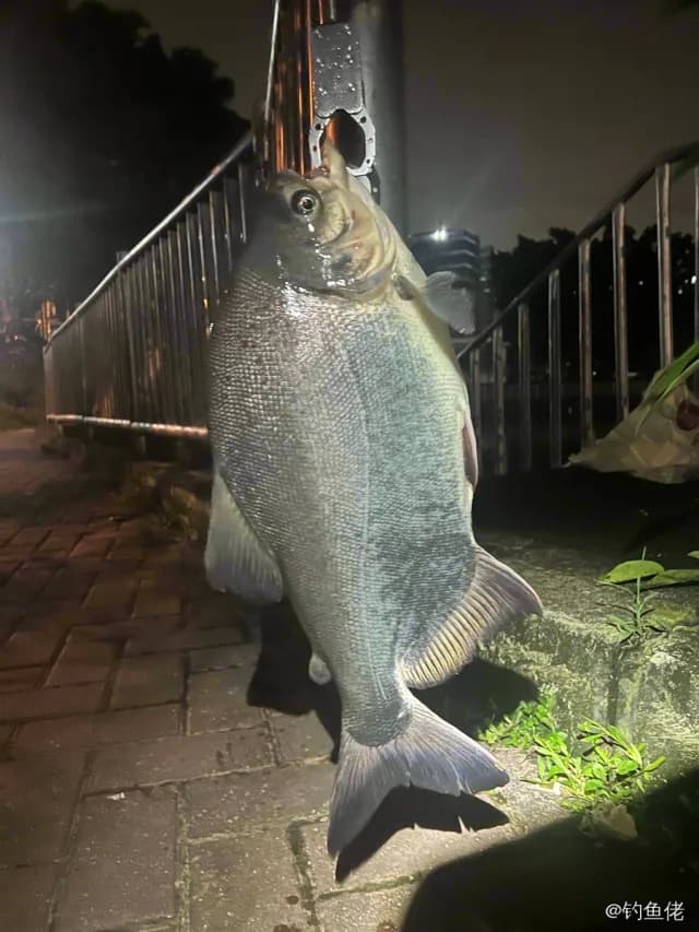 淡水红鲳钓获 4.5kg