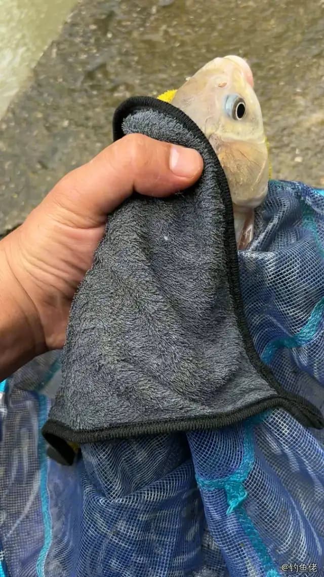 鲫鱼钓获 0.6kg