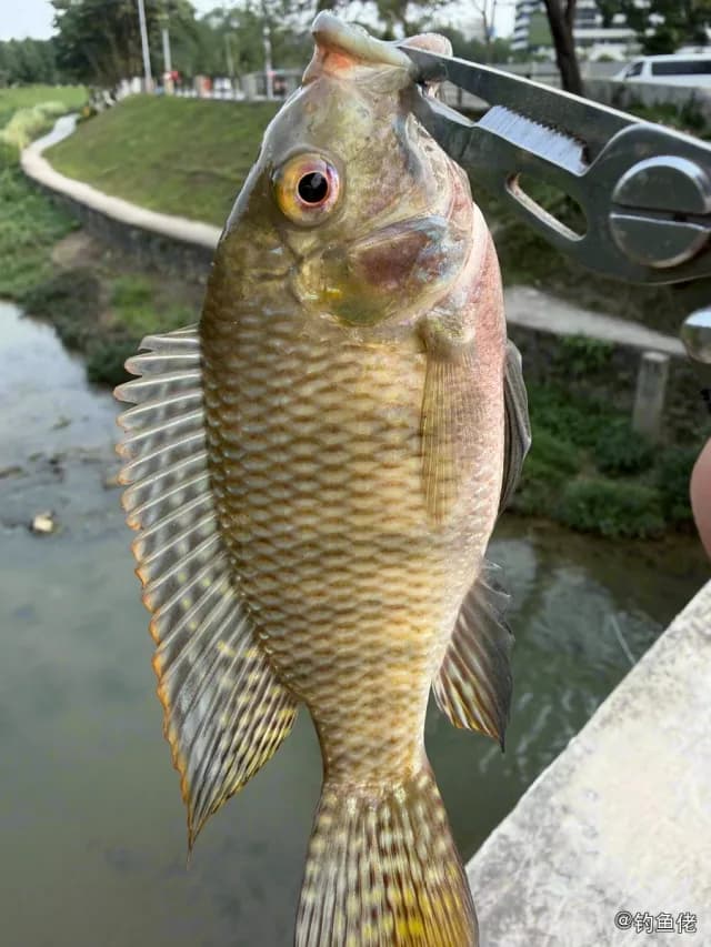 尼罗非鲫钓获 0.1kg