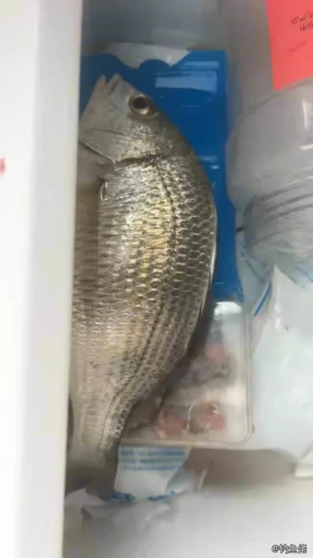 黄鳍棘鲷钓获 0.7kg