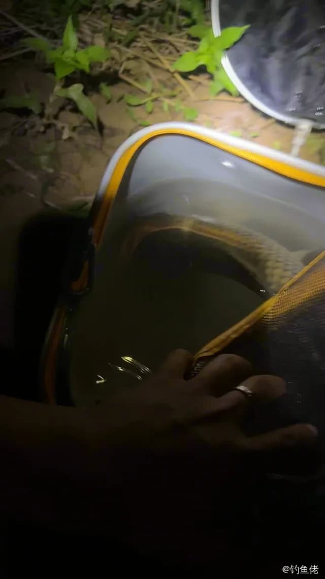 大神仙鱼钓获 1kg