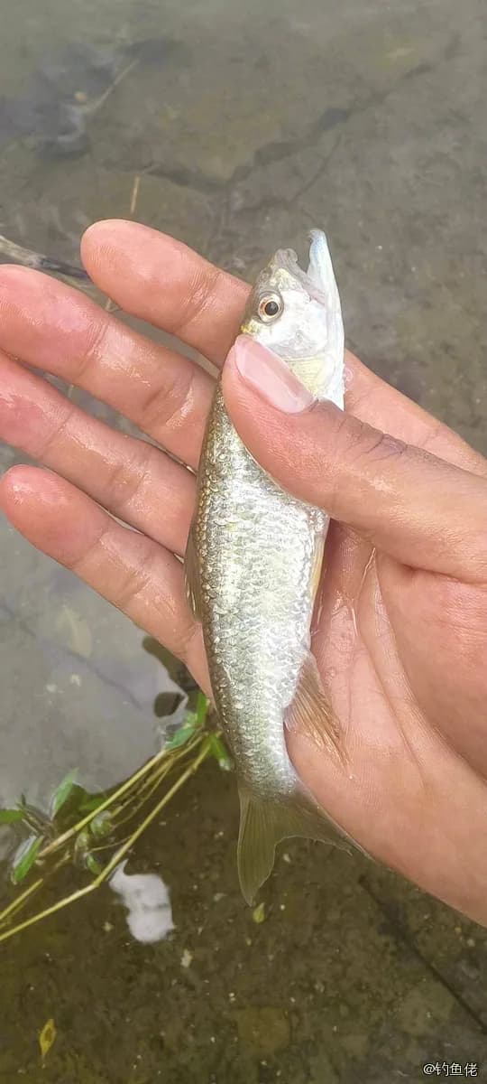 马口鱼钓获 0.1kg