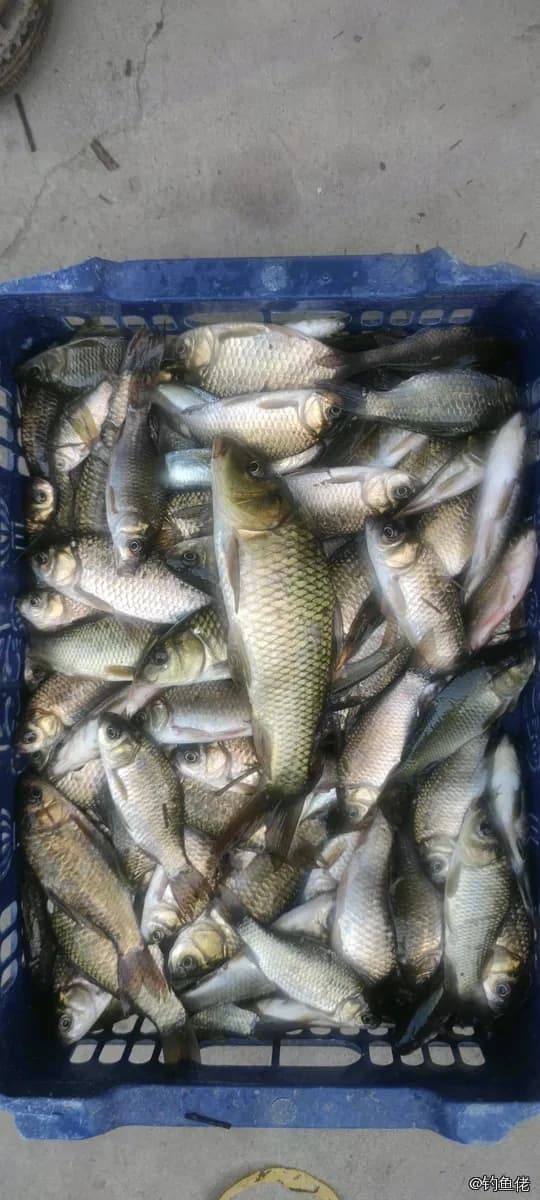 鲫鱼钓获 2.2kg
