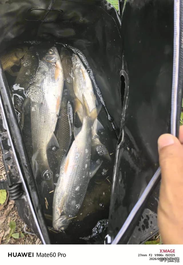 圆吻鲴钓获 0.7kg