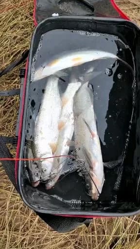 翘嘴鲌钓获 3kg