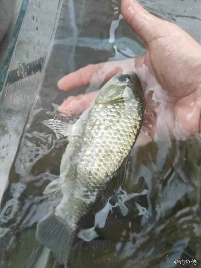 鲫鱼钓获 0.45kg