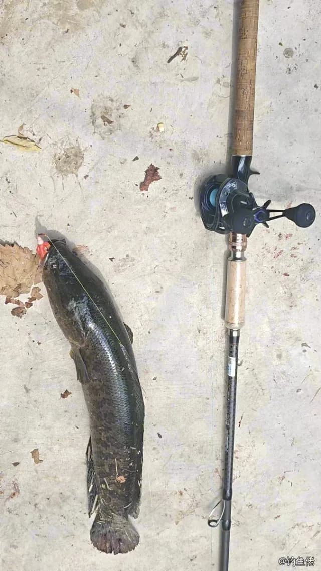 乌鳢钓获 3.1kg