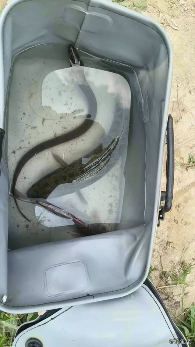 乌鳢钓获 1kg