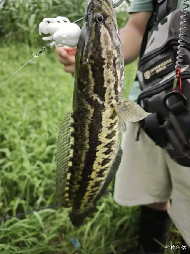 乌鳢钓获 1kg