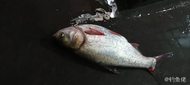 鲢鱼钓获 1.9kg
