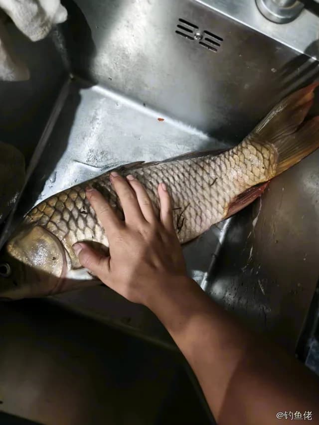 鲤鱼钓获 2kg