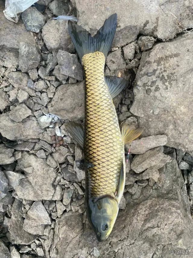 草鱼钓获 4.5kg