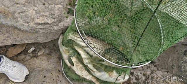 鲤鱼钓获 19.4kg