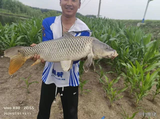 鲤鱼钓获 12kg