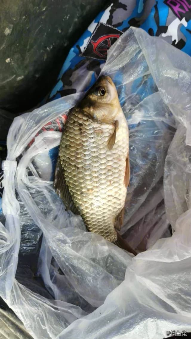 鲫鱼钓获 0.45kg