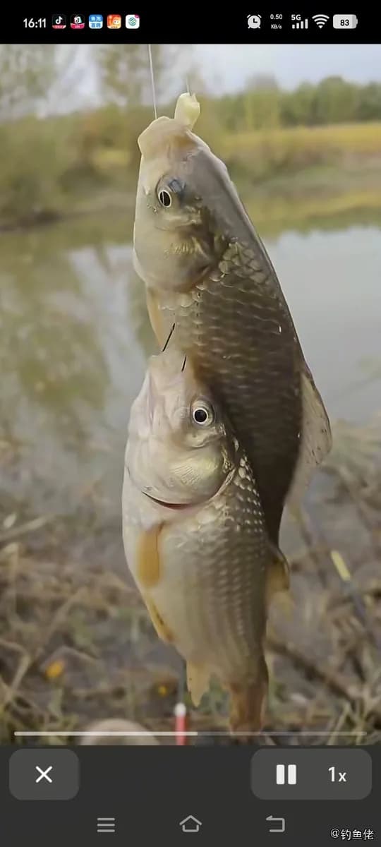 鲫鱼钓获 0.35kg