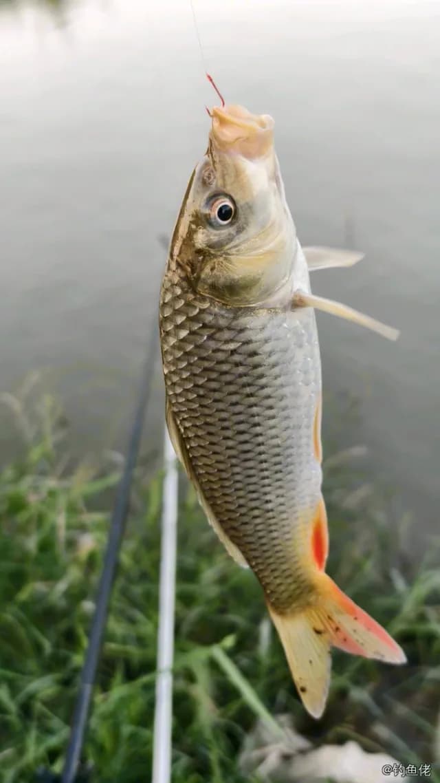 鲤鱼钓获 0.5kg