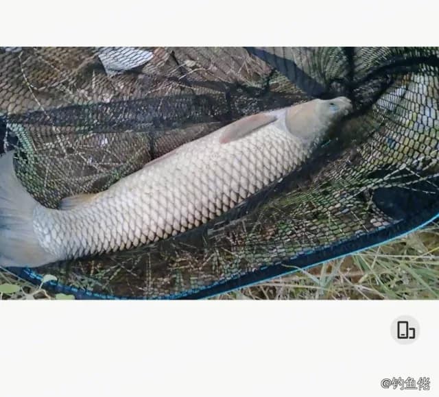 草鱼钓获 4.5kg