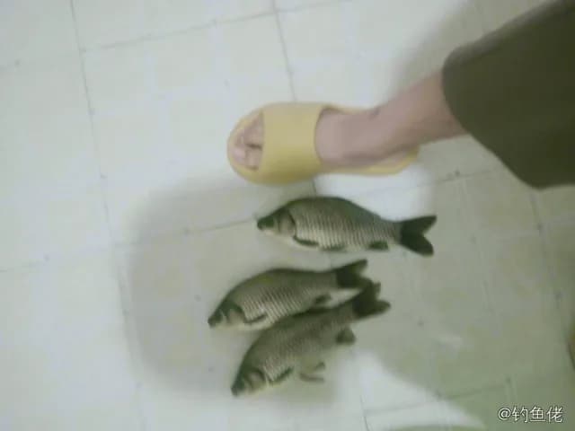 鲫鱼钓获 0.45kg
