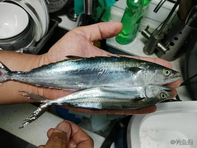 蓝点马鲛钓获 4.5kg
