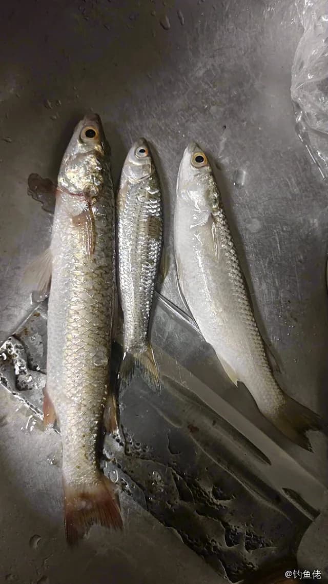长鳍莫鲻钓获 0.2kg