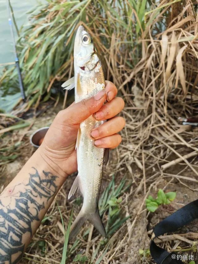 白条钓获 0.05kg