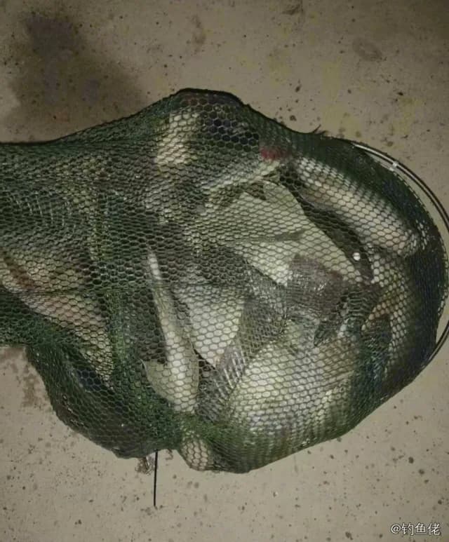 尼罗非鲫钓获 1.2kg