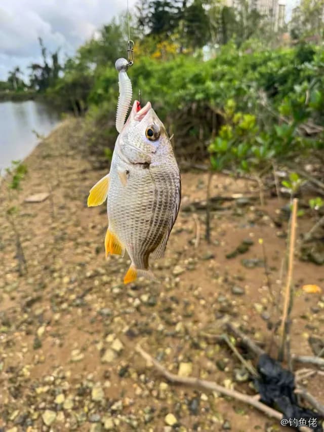 黄鳍棘鲷钓获 0.15kg