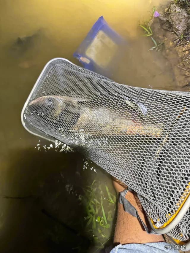 鳜鱼钓获 0.8kg
