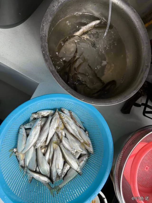 白条钓获 1.5kg