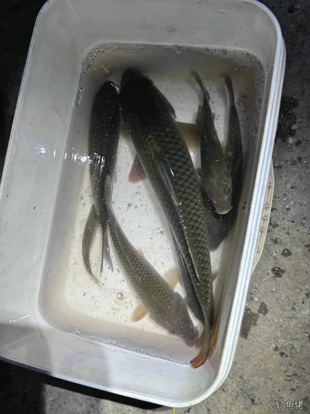 鲤鱼钓获 0.4kg
