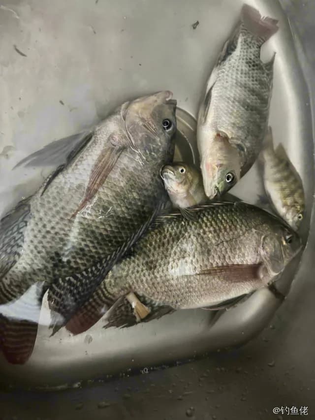 尼罗非鲫钓获 0.5kg