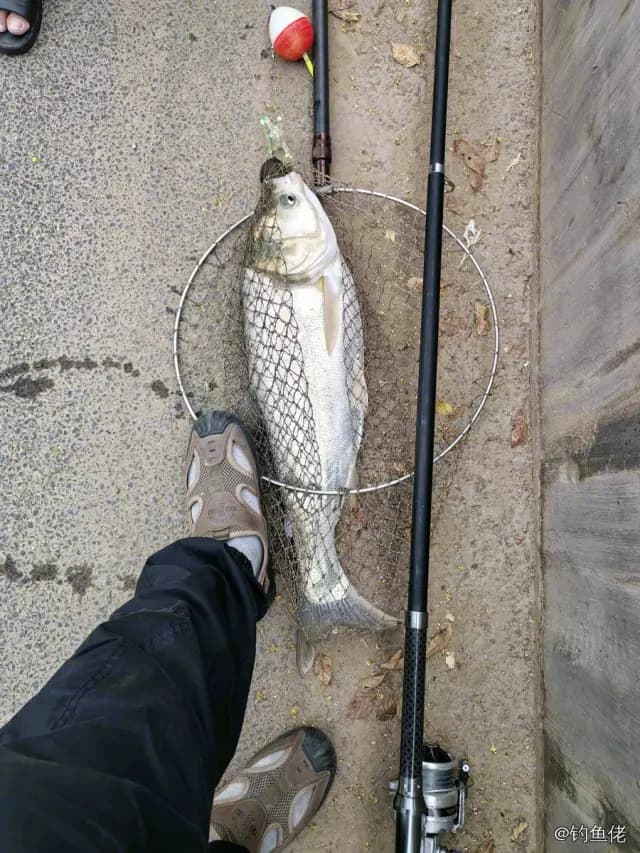 鲢鱼钓获 4kg