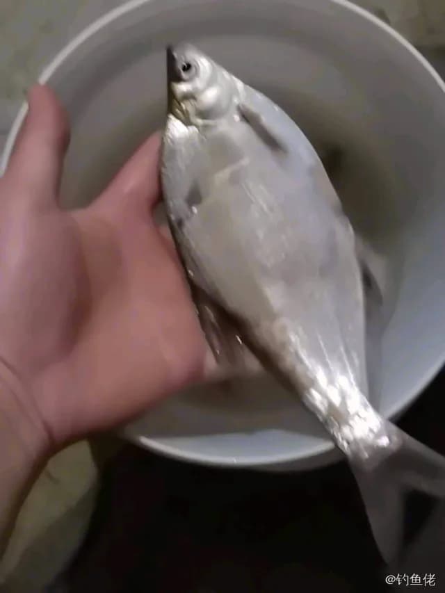 银鲳钓获 0.3kg