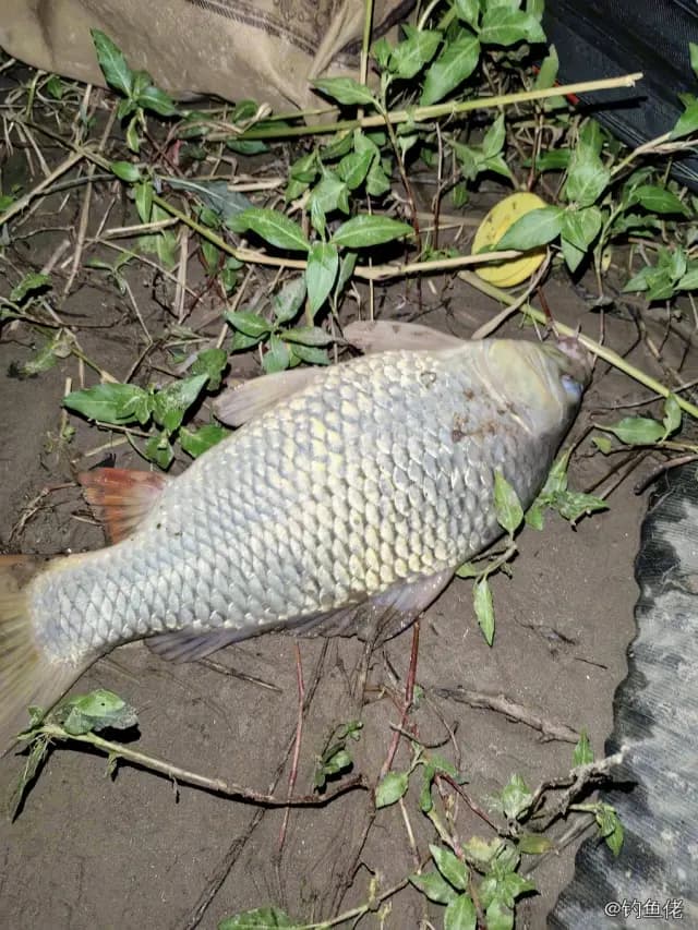 鲤鱼钓获 1.8kg