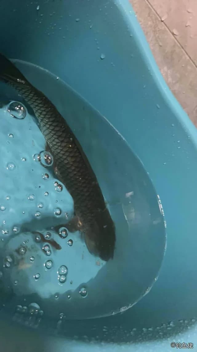 草鱼钓获 2.05kg