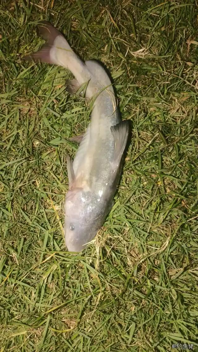 长吻鮠钓获 0.5kg