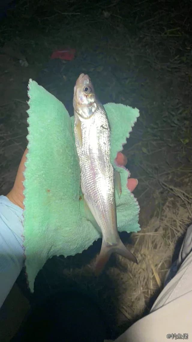 翘嘴鲌钓获 0.1kg