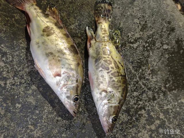 鳜鱼钓获 1kg