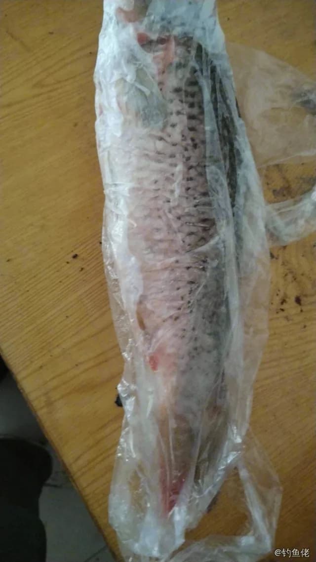 翘嘴鲌钓获 3kg