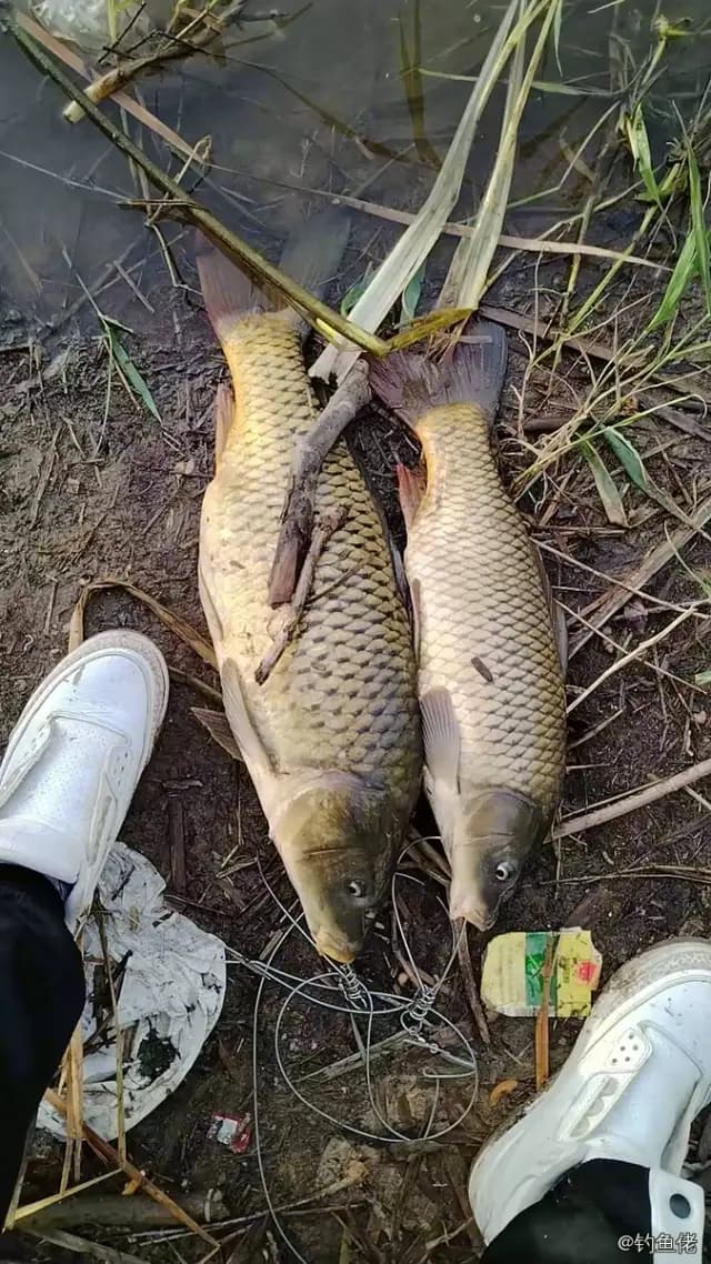 鲤鱼钓获 2.3kg