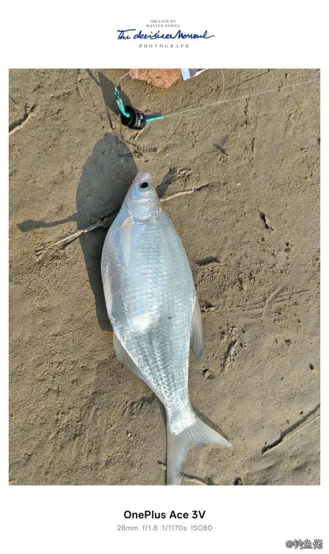 鳊鱼钓获 0.5kg