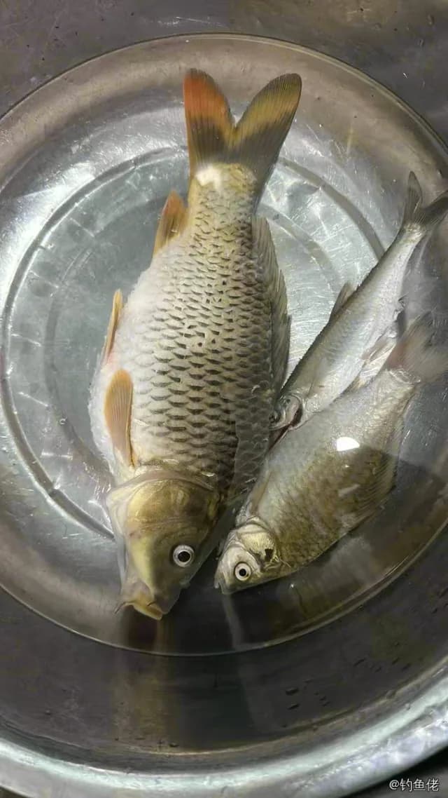 鲤鱼钓获 4kg