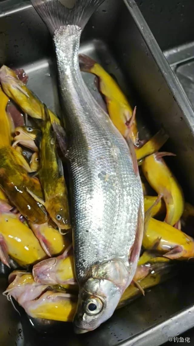 翘嘴鲌钓获 1.05kg
