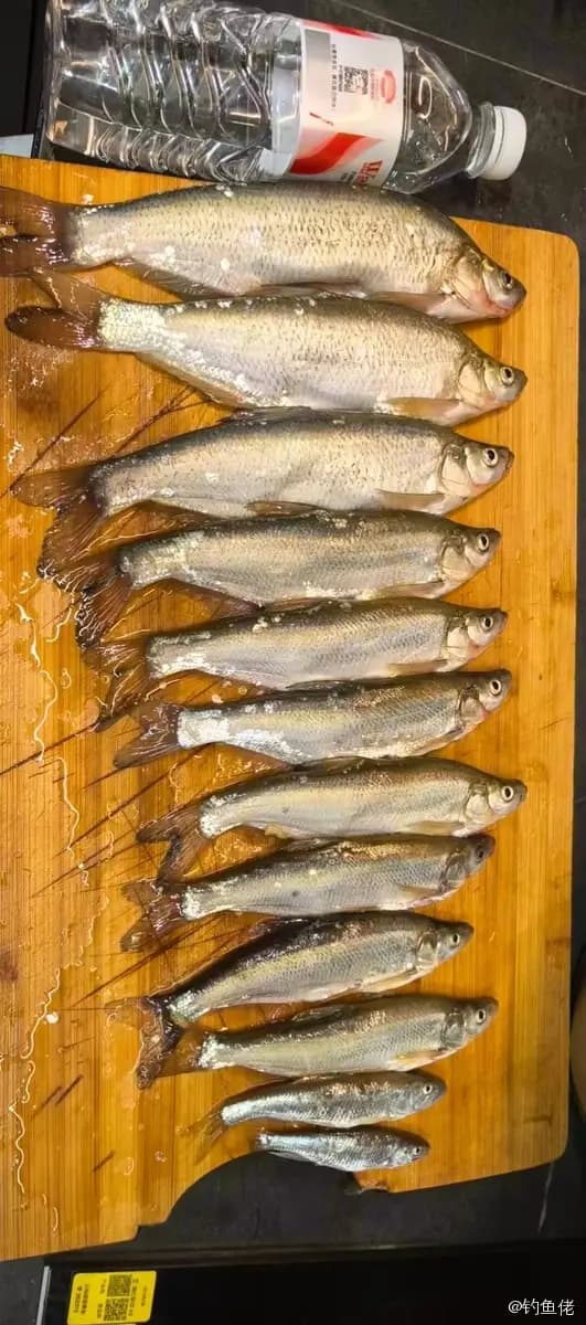 红鳍鲌钓获 0.9kg
