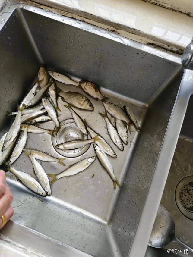 斑鰶钓获 0.03kg