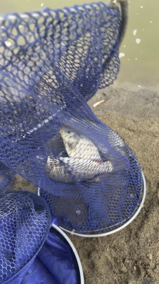 鲤鱼钓获 12kg