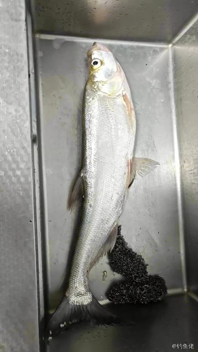 翘嘴鲌钓获 1.8kg