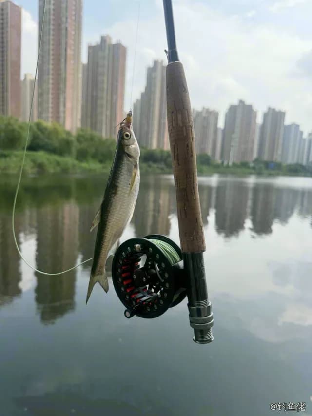 白条钓获 0.03kg