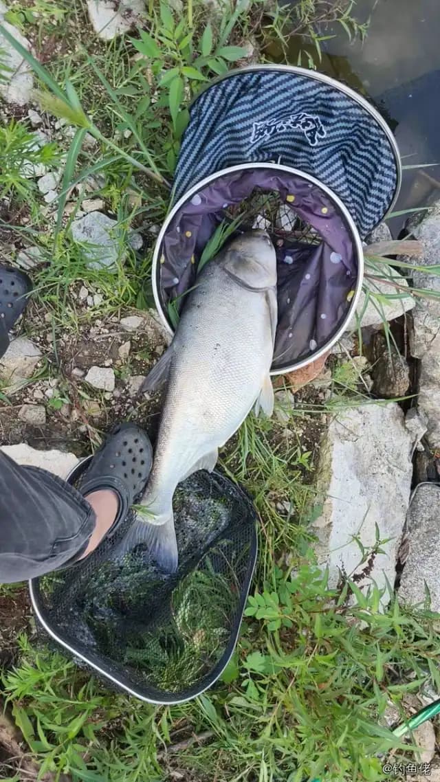 鲢鱼钓获 6kg